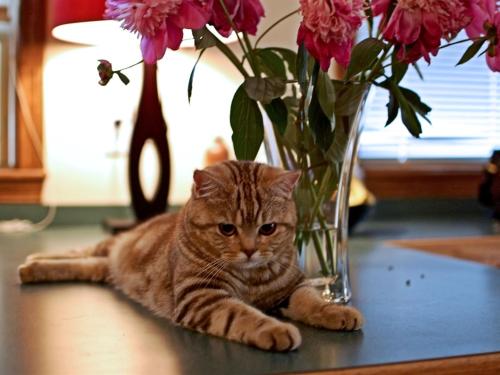 Cat on table with flowers | ADMIRAL SIMS B&B, Newport Rhode Island