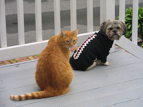 Orange Cat and Dog with Shirt | ADMIRAL SIMS B&B, Newport Rhode Island